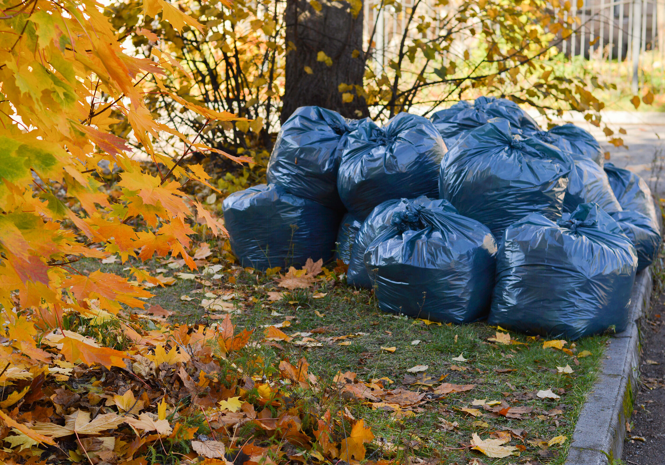 Large black plastic bags with fallen leaves for take out . October, autumn. Taking care of nature. Cleaning, organic fertilizers Large black plastic bags with fallen leaves for take out . October, autumn. Taking care of nature. Cleaning, organic fertilizers